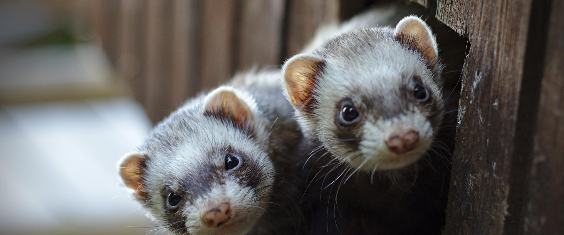 dau ffured ifanc yn edrych allan / two young ferrets looking out